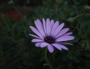 african daisy 1557719