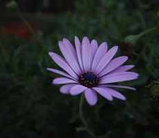 african daisy 1557719