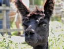 alpaca 1576980