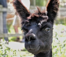 alpaca 1576980