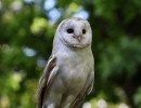 barn owl 1576862