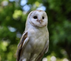 barn owl 1576862