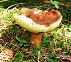 black boletus 1562264