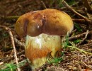 black boletus 1562270