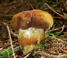 black boletus 1562270