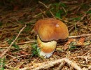 black boletus 1562274