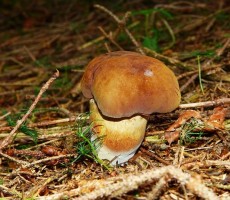 black boletus 1562274