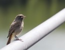 black redstart 1559033