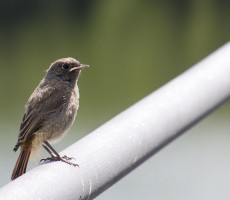 black redstart 1559033