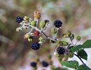 blackberries 1562218