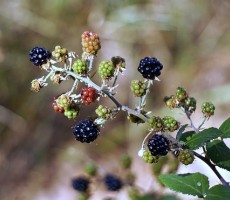 blackberries 1562218