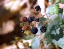 blackberries 1562222