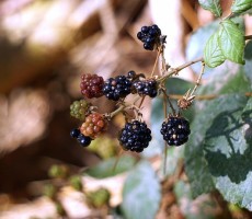 blackberries 1562222