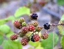 blackberries 1562227