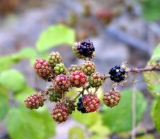 blackberries 1562227