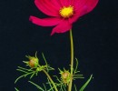 cosmea 1558984