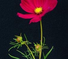 cosmea 1558984