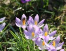 crocuss 1595954