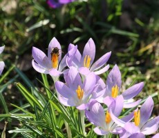 crocuss 1595954