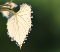 dew 1560411