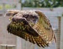 eagle owl 1576935