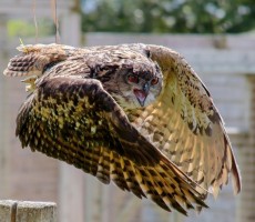 eagle owl 1576935