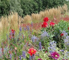 field of flowers 1559459