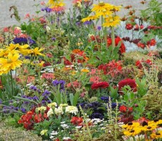 flower field 1559464