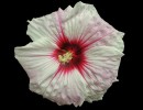 giant hibiscus 1559469