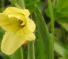 gladiolus 1559480