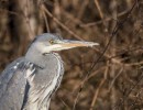 heron 1555168