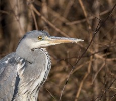 heron 1555168