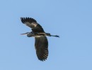 heron 1555590