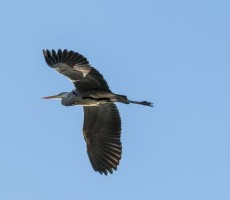 heron 1555590