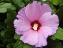 hibiscus 1559475