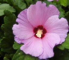 hibiscus 1559475