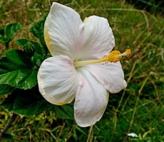 hibiscus 1559517