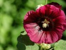 hollyhock 1560079