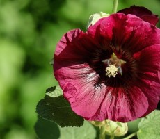 hollyhock 1560079