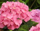 hydrangeas 1559481