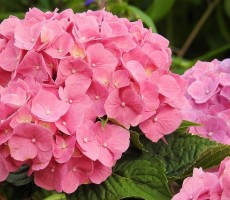 hydrangeas 1559481