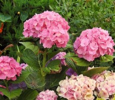 hydrangeas 1559482