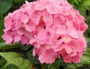 hydrangeas 1559483