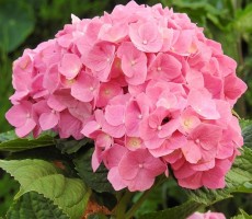 hydrangeas 1559483