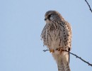 kestrel 1555567