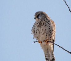 kestrel 1555567