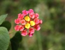 lantana camara 1580213