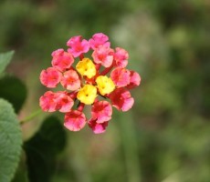 lantana camara 1580213