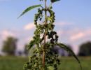 nettle 1559990