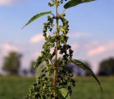 nettle 1559990